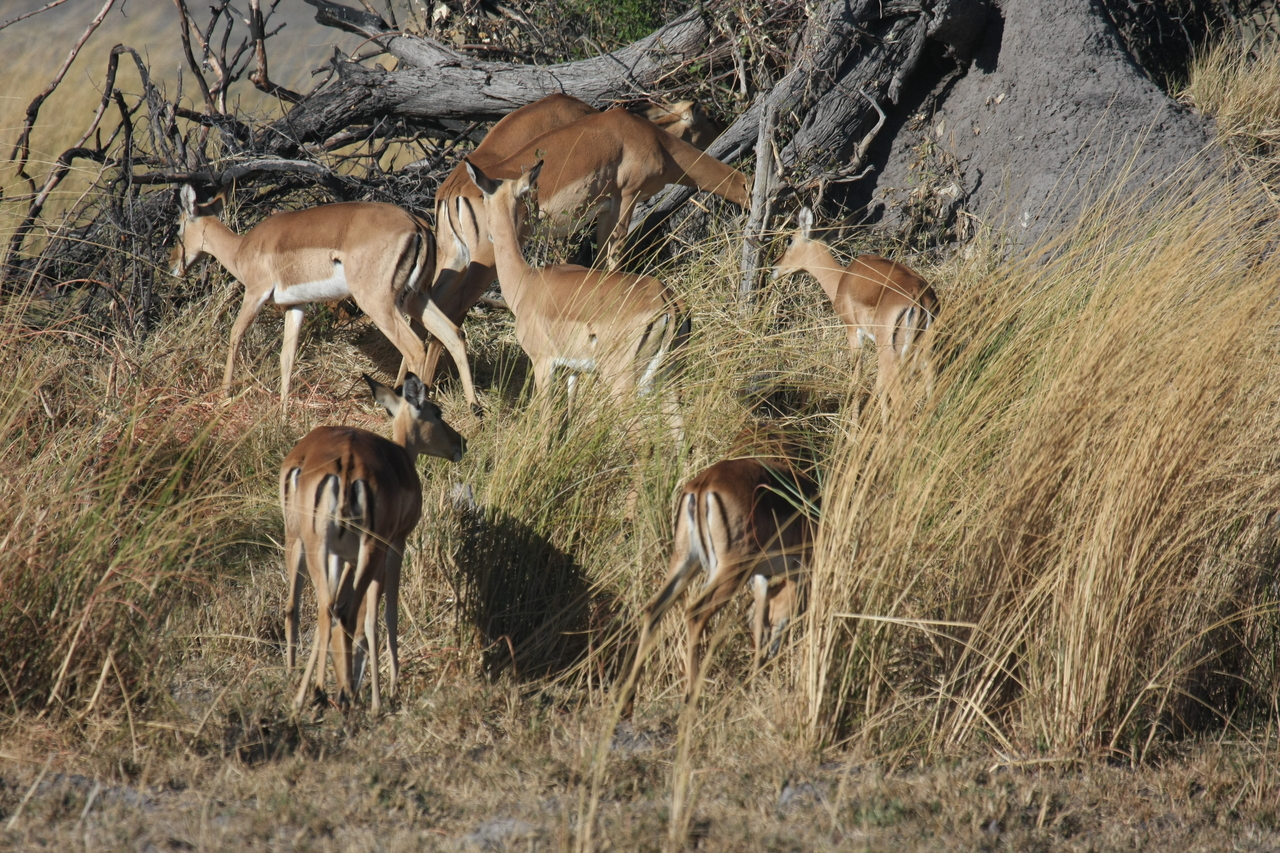 [18489] 2016_06_28_02_53_24_Africa_Canon_EOS_40D_IMG__00252.jpg