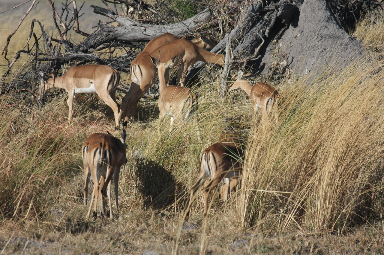 [18491] 2016_06_28_02_53_24_Africa_Canon_EOS_40D_IMG__00254.jpg