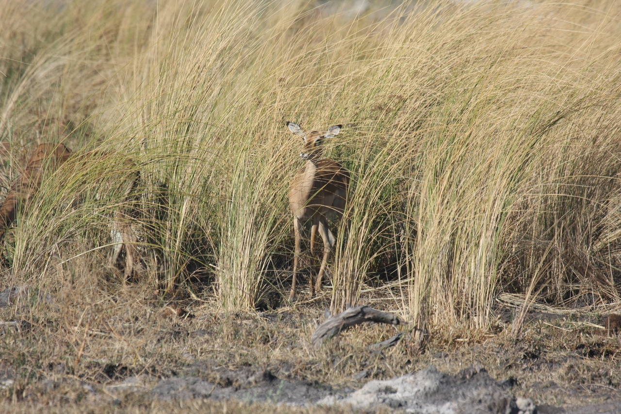 [18500] 2016_06_28_02_53_32_Africa_Canon_EOS_40D_IMG__02642.jpg