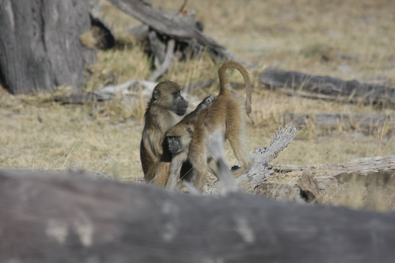 [18507] 2016_06_28_02_53_46_Africa_Canon_EOS_40D_IMG__02644.jpg