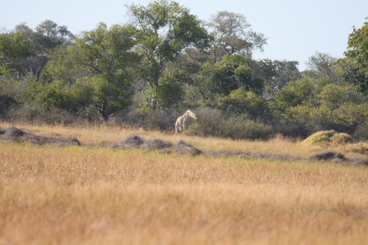 [18524] 2016_06_28_03_07_10_Africa_Canon_EOS_40D_IMG__10098.jpg