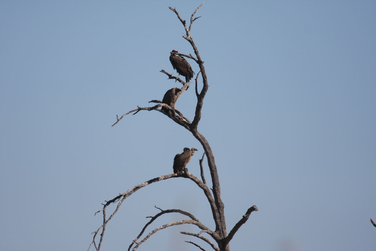 [18528] 2016_06_28_03_18_56_Africa_Canon_EOS_40D_IMG__00266.jpg