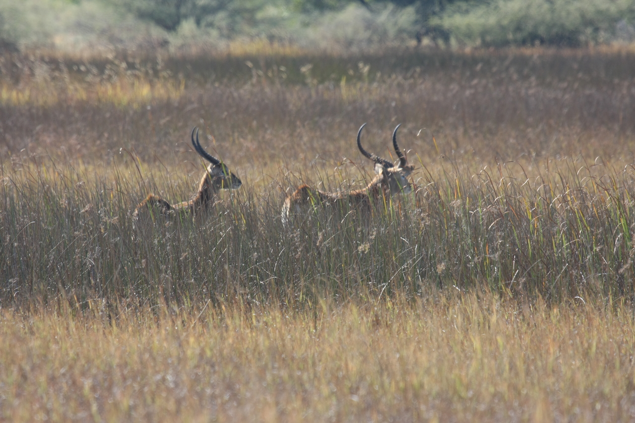 [18546] 2016_06_28_03_54_27_Africa_Canon_EOS_40D_IMG__10105.jpg
