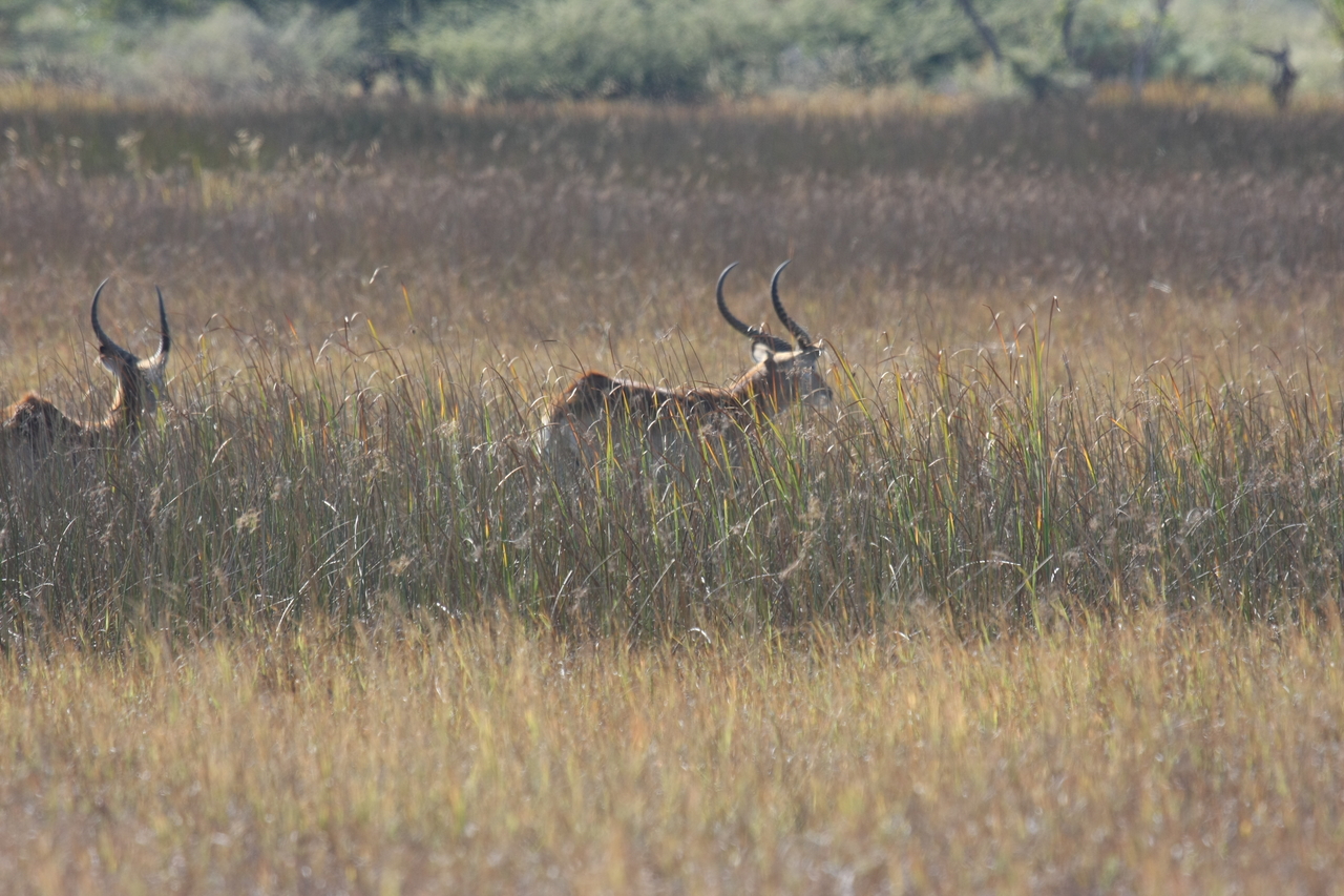 [18551] 2016_06_28_03_54_33_Africa_Canon_EOS_40D_IMG__10108.jpg