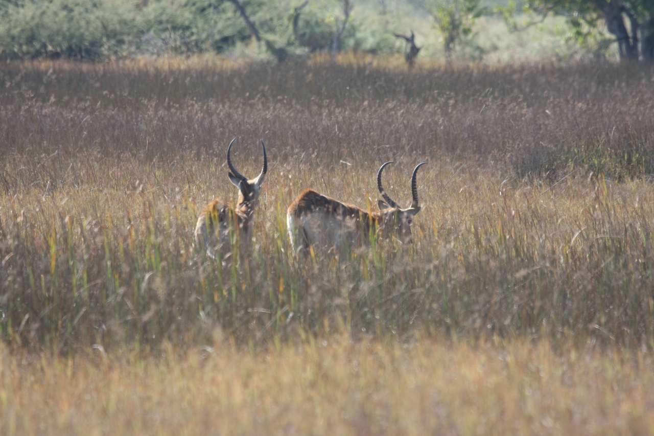 [18562] 2016_06_28_03_54_43_Africa_Canon_EOS_40D_IMG__00279.jpg