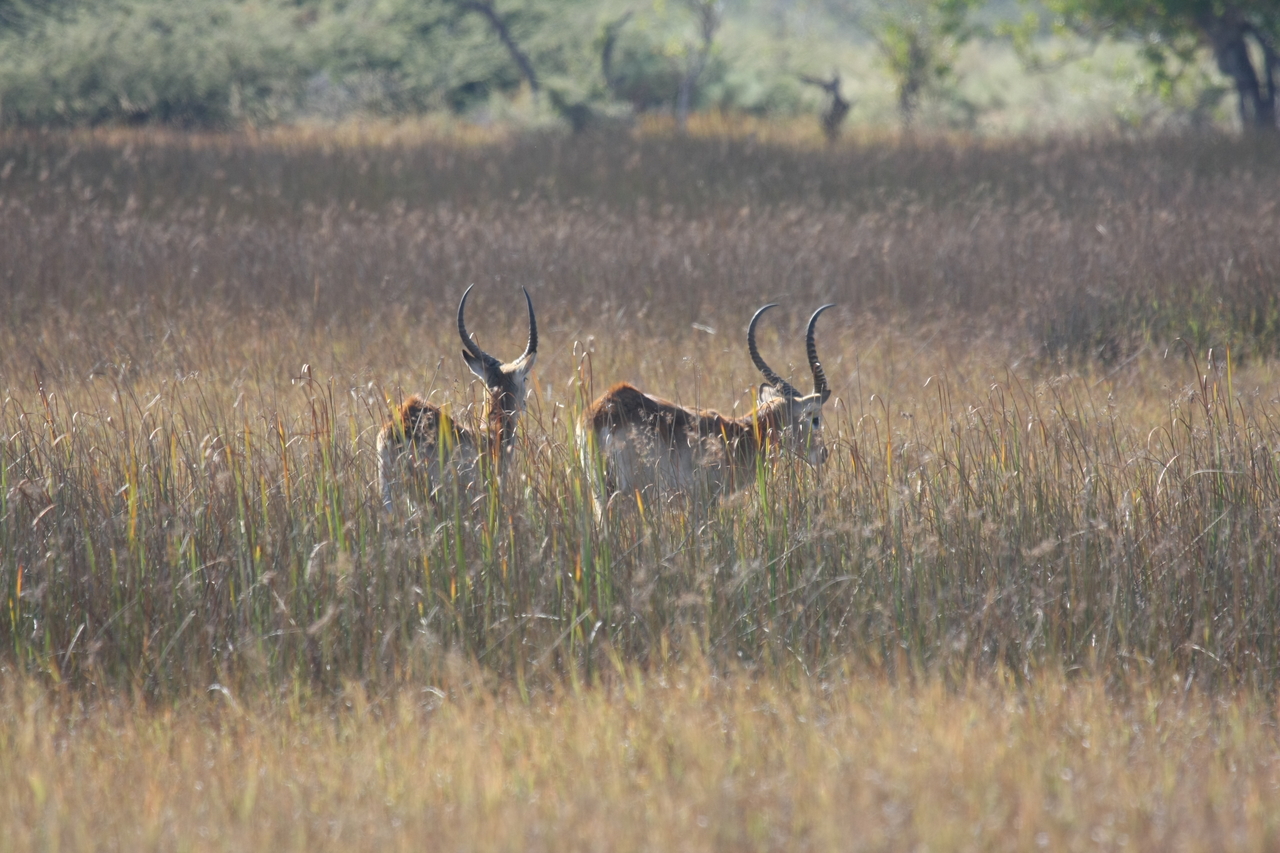 [18565] 2016_06_28_03_54_43_Africa_Canon_EOS_40D_IMG__10112.jpg