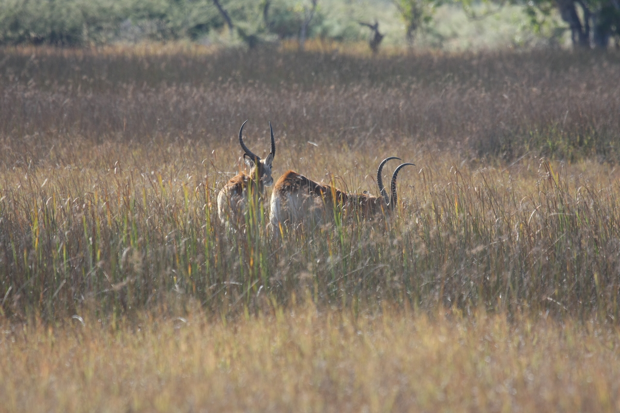[18567] 2016_06_28_03_54_45_Africa_Canon_EOS_40D_IMG__00281.jpg