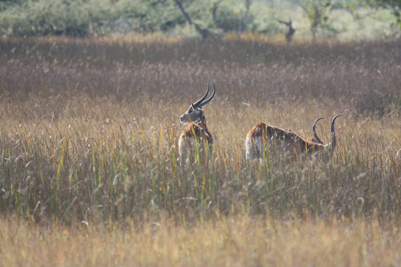 [18578] 2016_06_28_03_54_54_Africa_Canon_EOS_40D_IMG__02672.jpg