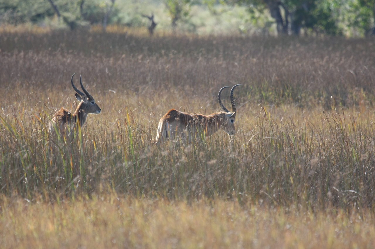 [18590] 2016_06_28_03_55_15_Africa_Canon_EOS_40D_IMG__10122.jpg