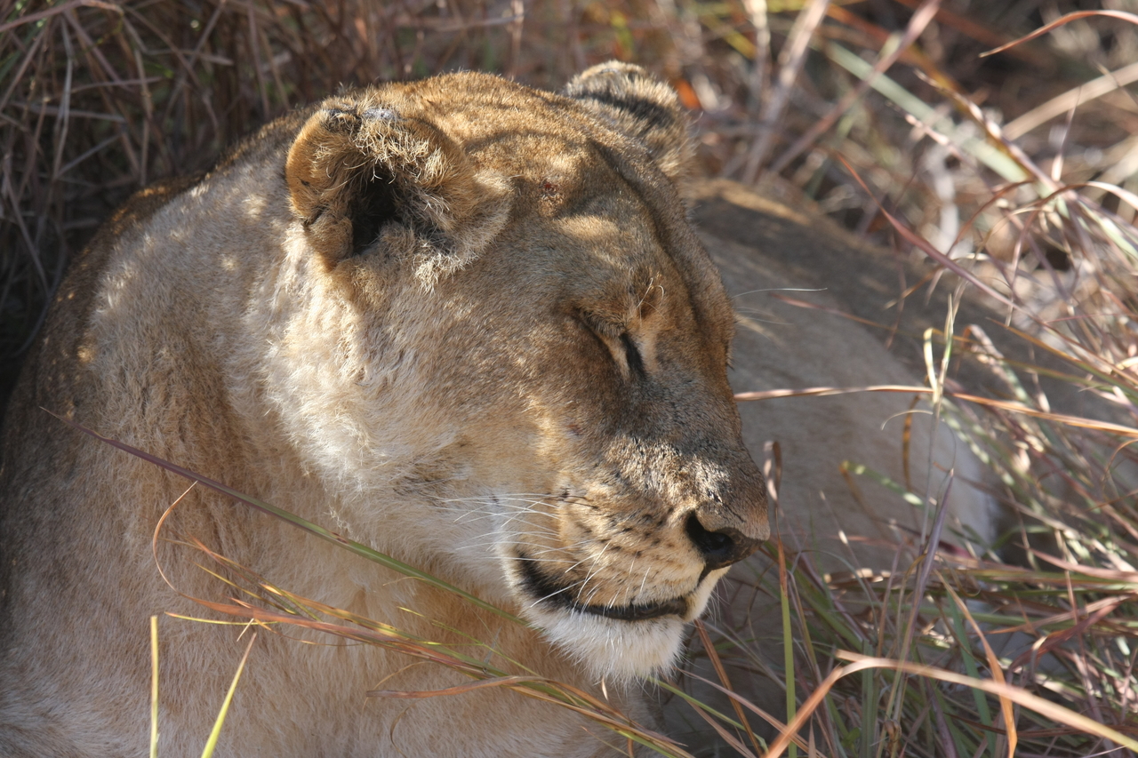 [18630] 2016_06_28_04_03_47_Africa_Canon_EOS_40D_IMG__02690.jpg