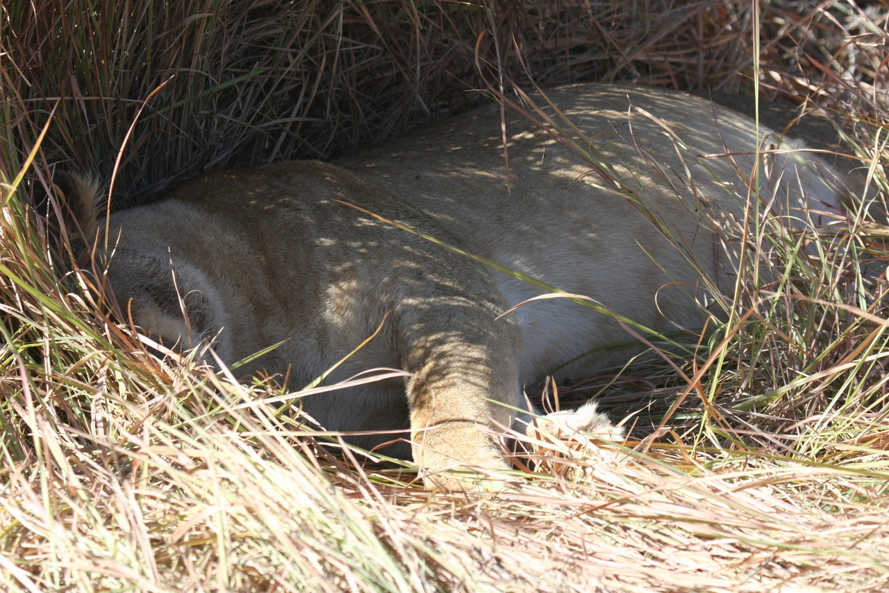 [18648] 2016_06_28_04_10_16_Africa_Canon_EOS_40D_IMG__00310.jpg