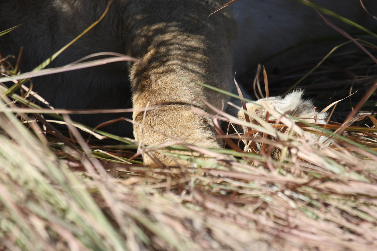 [18654] 2016_06_28_04_10_37_Africa_Canon_EOS_40D_IMG__00312.jpg
