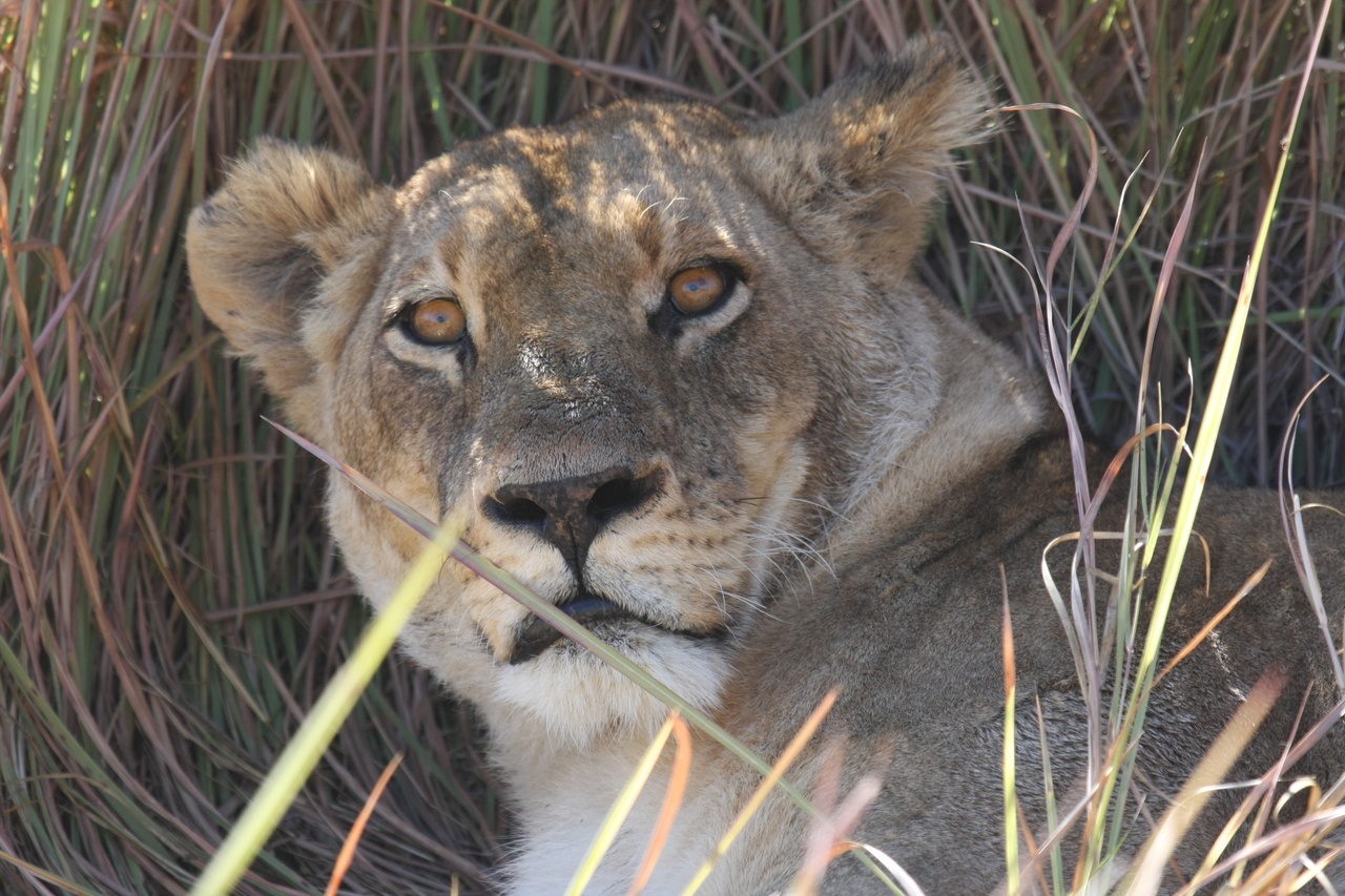 [18693] 2016_06_28_04_15_52_Africa_Canon_EOS_40D_IMG__02713.jpg