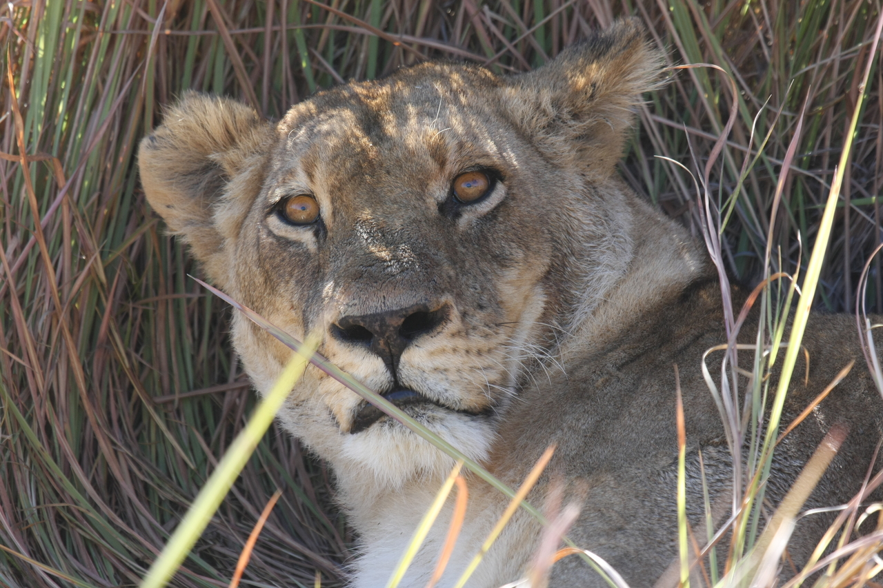 [18695] 2016_06_28_04_15_52_Africa_Canon_EOS_40D_IMG__02715.jpg