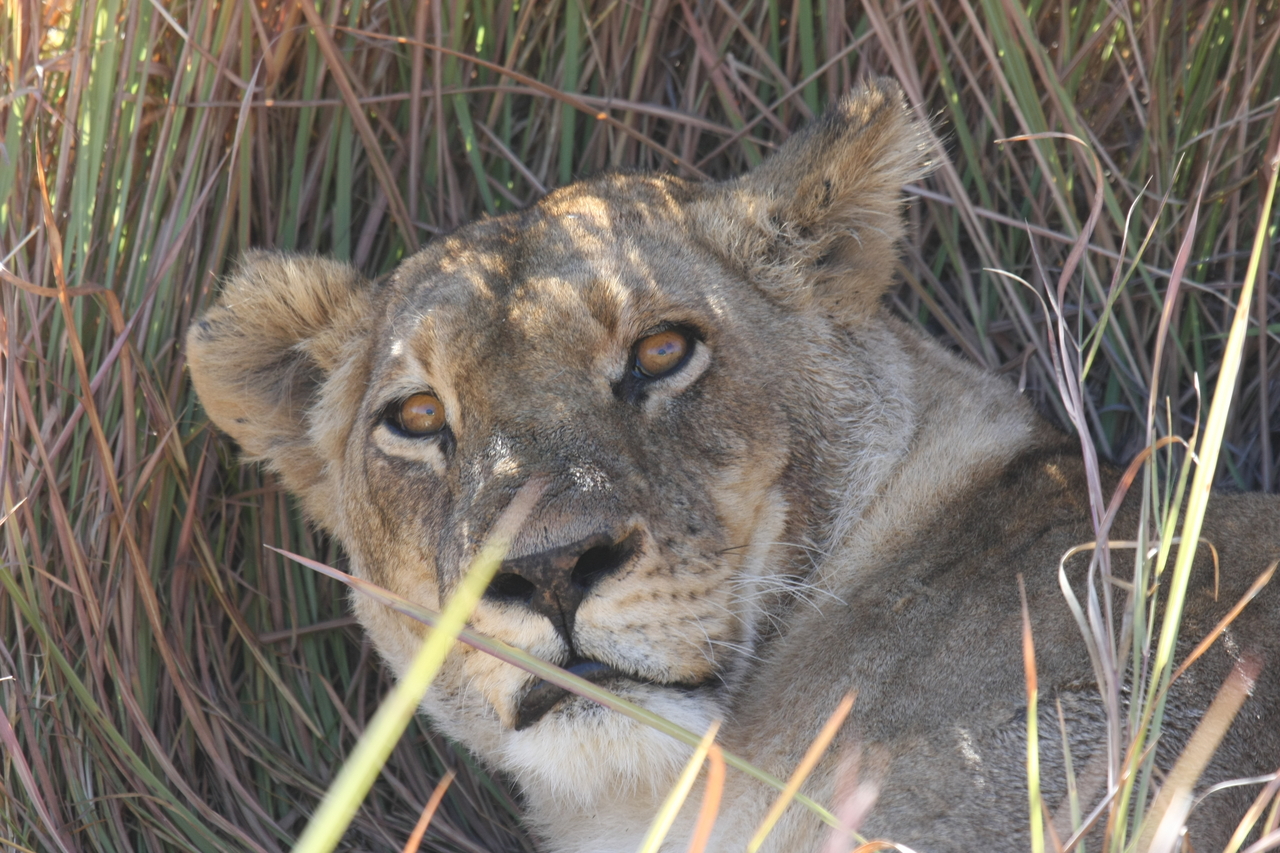 [18701] 2016_06_28_04_16_00_Africa_Canon_EOS_40D_IMG__00331.jpg