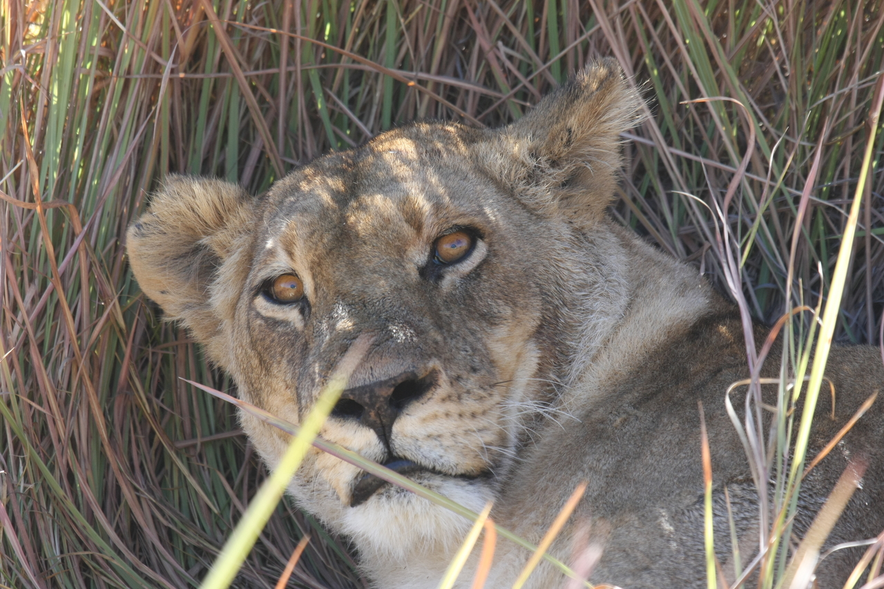 [18706] 2016_06_28_04_16_00_Africa_Canon_EOS_40D_IMG__10164.jpg