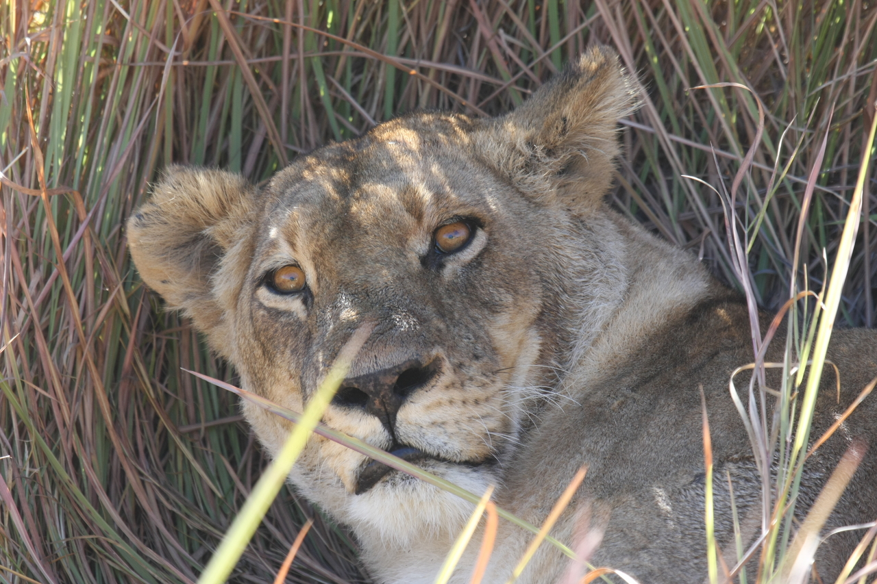 [18712] 2016_06_28_04_16_01_Africa_Canon_EOS_40D_IMG__10166.jpg