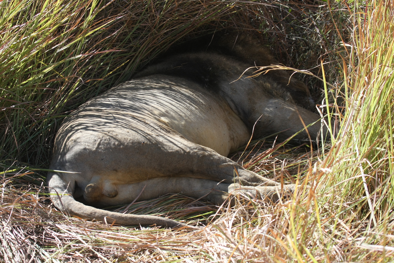 [18715] 2016_06_28_04_16_27_Africa_Canon_EOS_40D_IMG__00337.jpg