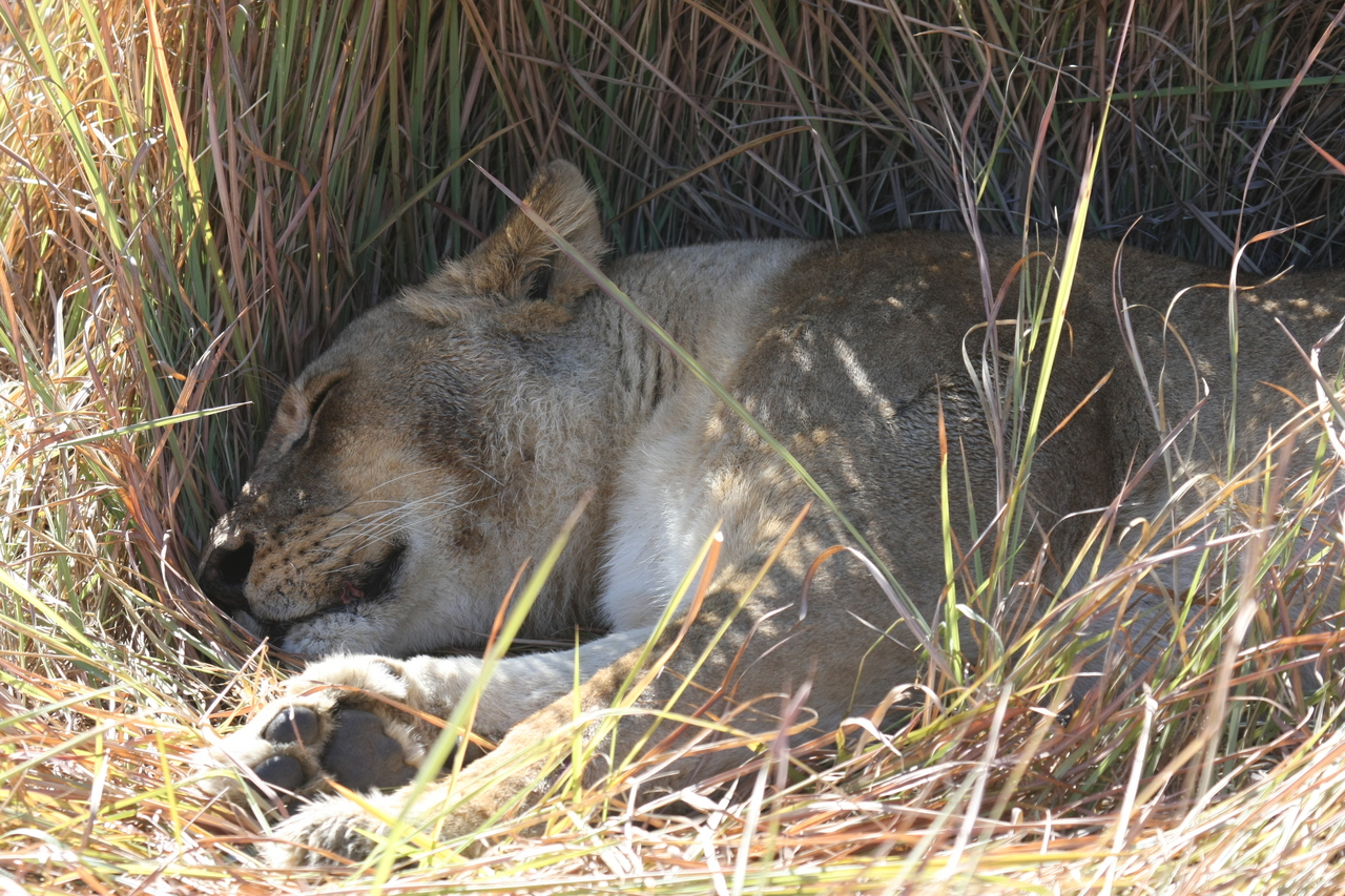 [18743] 2016_06_28_04_17_09_Africa_Canon_EOS_40D_IMG__10179.jpg