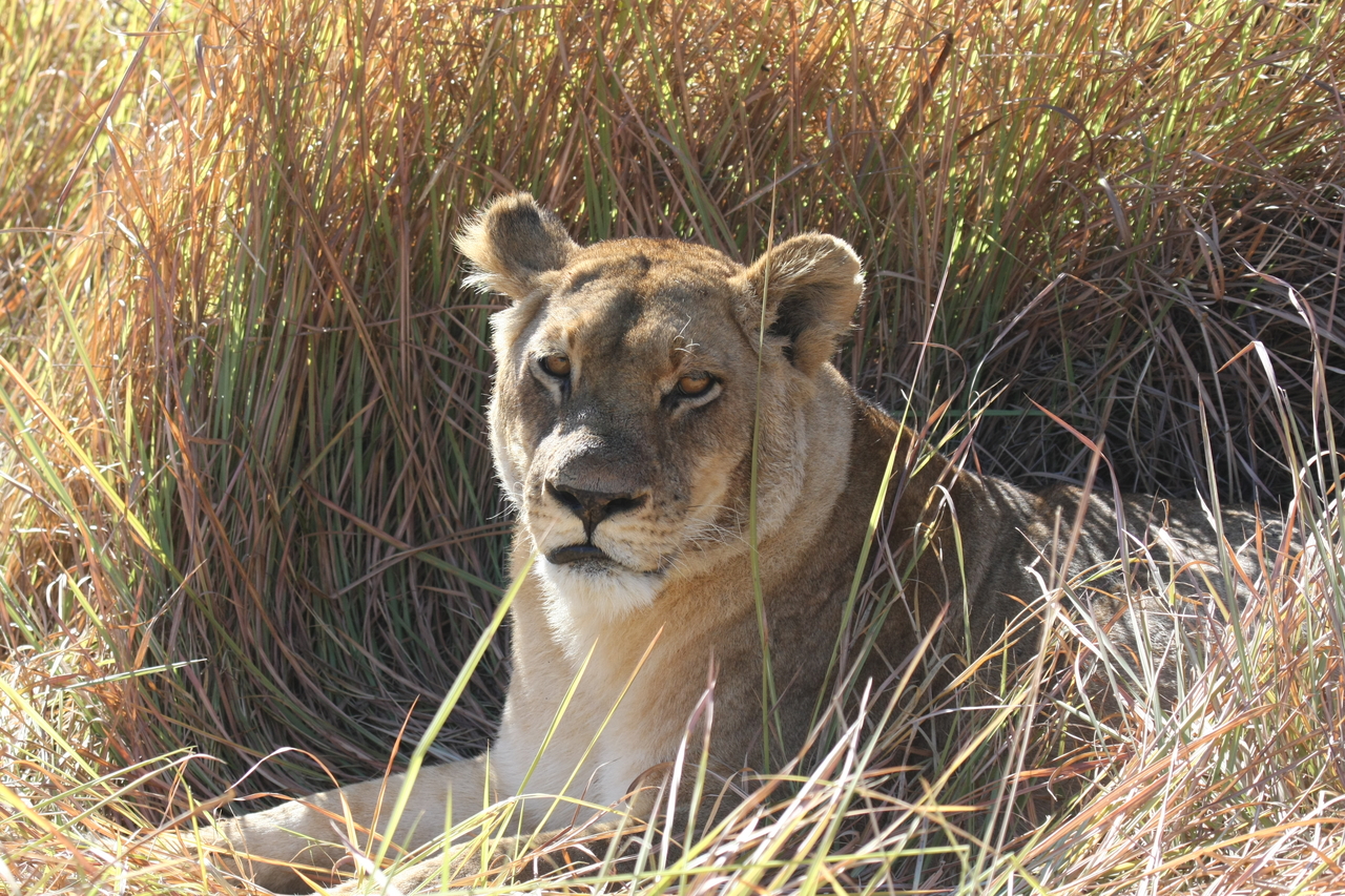 [18771] 2016_06_28_04_17_43_Africa_Canon_EOS_40D_IMG__02742.jpg