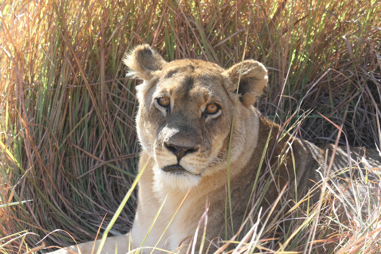 [18789] 2016_06_28_04_17_46_Africa_Canon_EOS_40D_IMG__10195.jpg