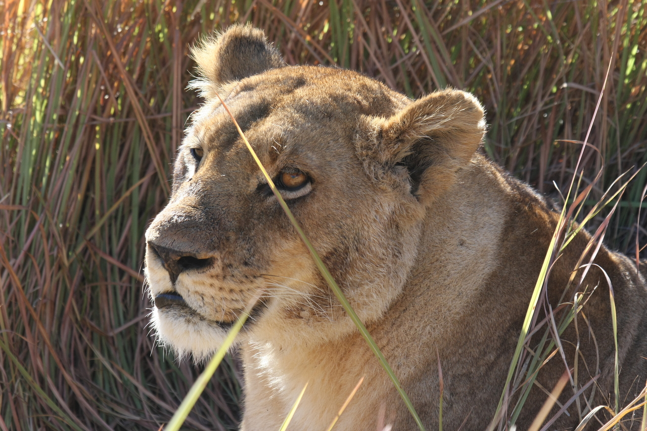 [18833] 2016_06_28_04_18_15_Africa_Canon_EOS_40D_IMG__00378.jpg