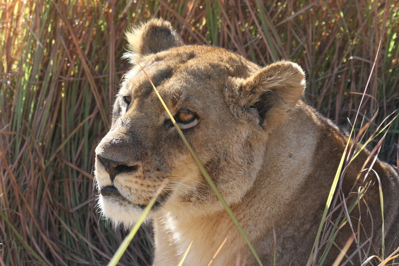 [18835] 2016_06_28_04_18_15_Africa_Canon_EOS_40D_IMG__02764.jpg