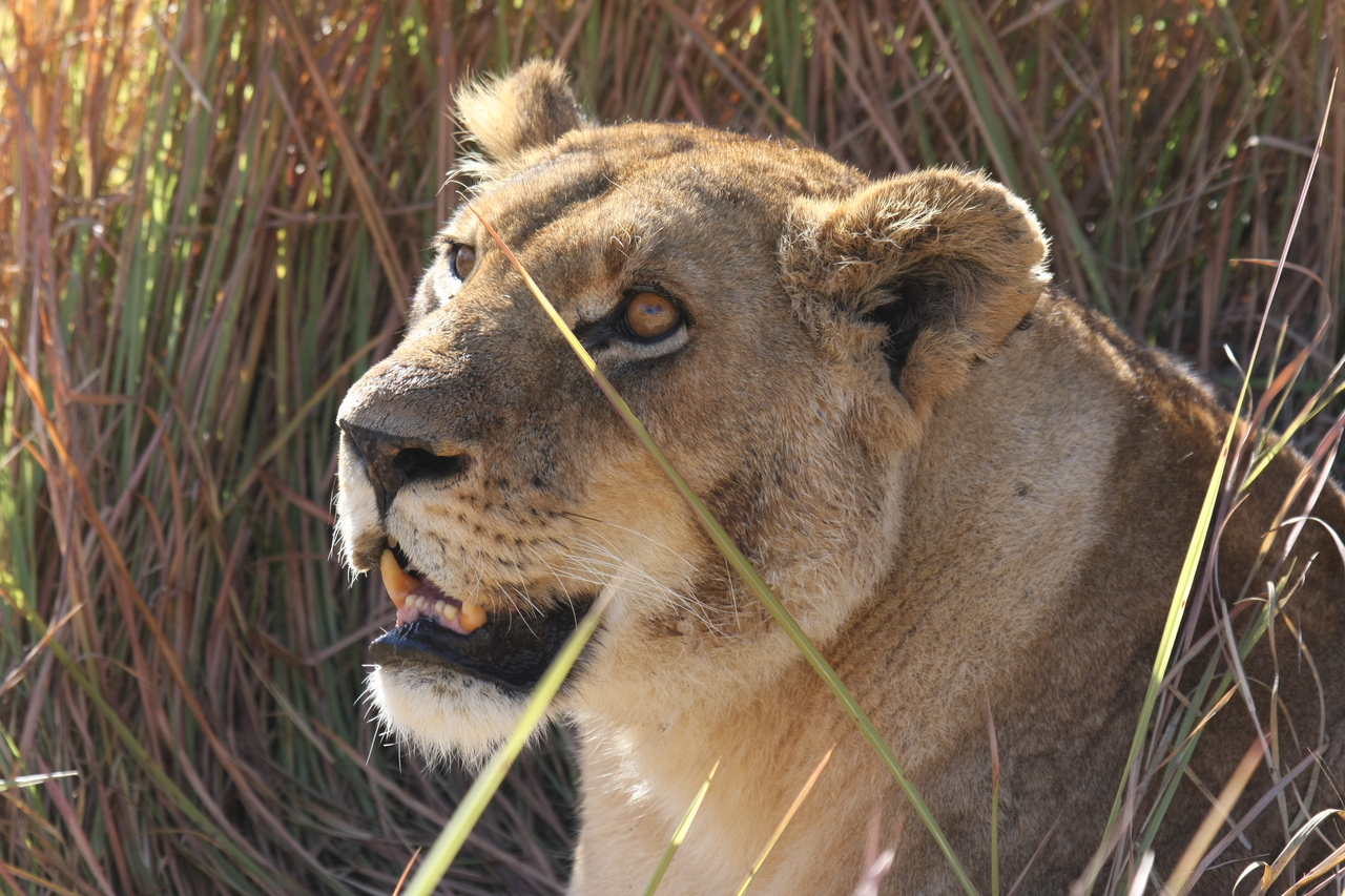 [18865] 2016_06_28_04_18_22_Africa_Canon_EOS_40D_IMG__10221.jpg