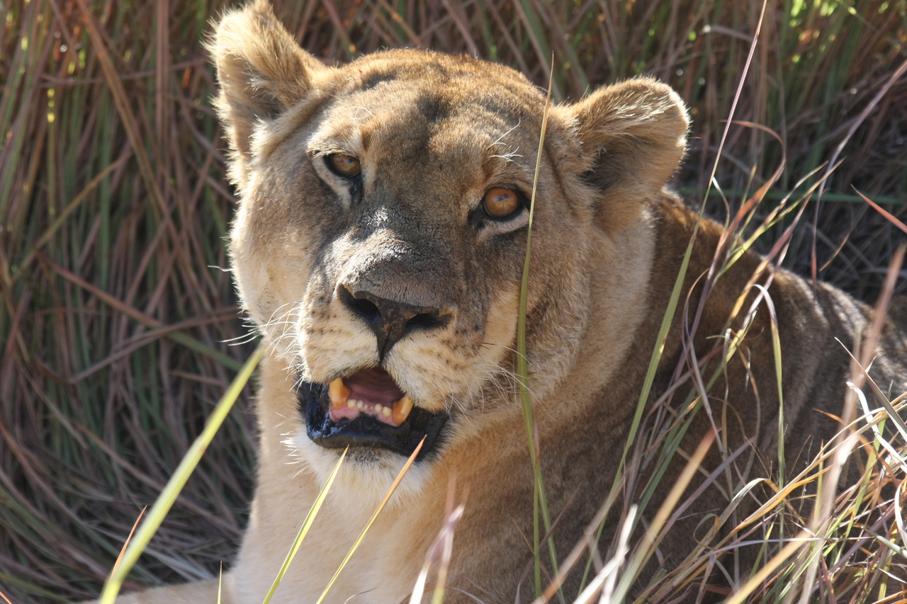 [18883] 2016_06_28_04_18_28_Africa_Canon_EOS_40D_IMG__10228.jpg