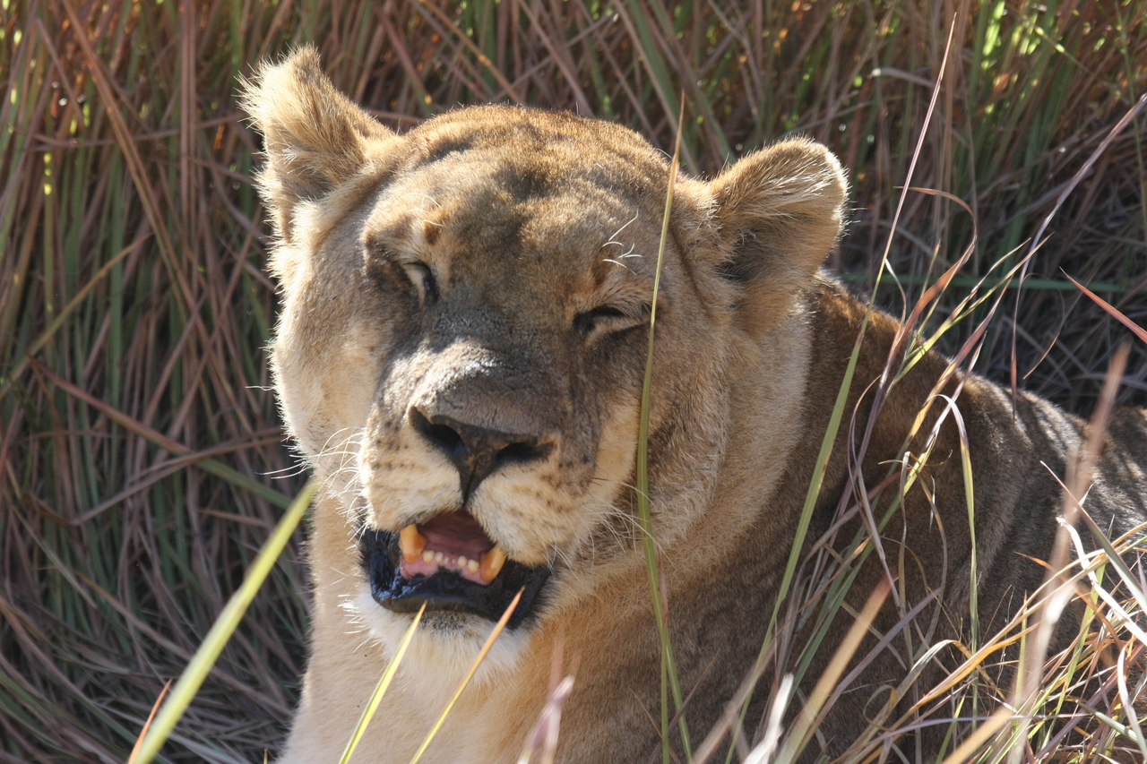 [18885] 2016_06_28_04_18_28_Africa_Canon_EOS_40D_IMG__10230.jpg
