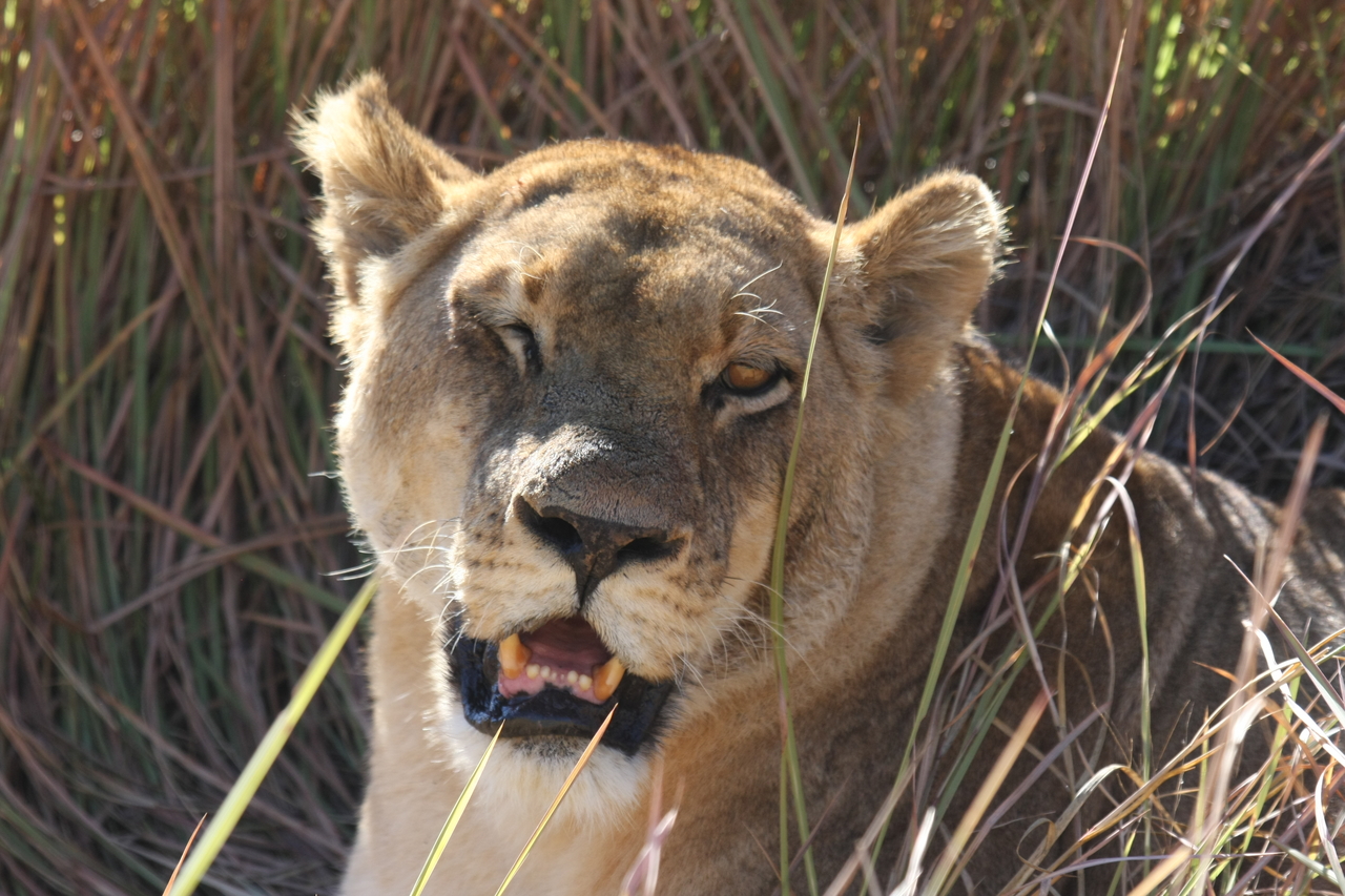 [18892] 2016_06_28_04_18_29_Africa_Canon_EOS_40D_IMG__10231.jpg