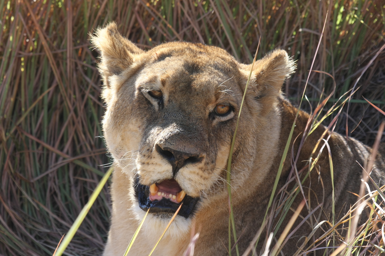 [18894] 2016_06_28_04_18_29_Africa_Canon_EOS_40D_IMG__10233.jpg