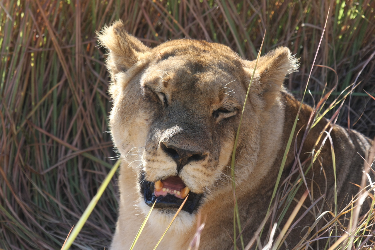 [18902] 2016_06_28_04_18_31_Africa_Canon_EOS_40D_IMG__10235.jpg