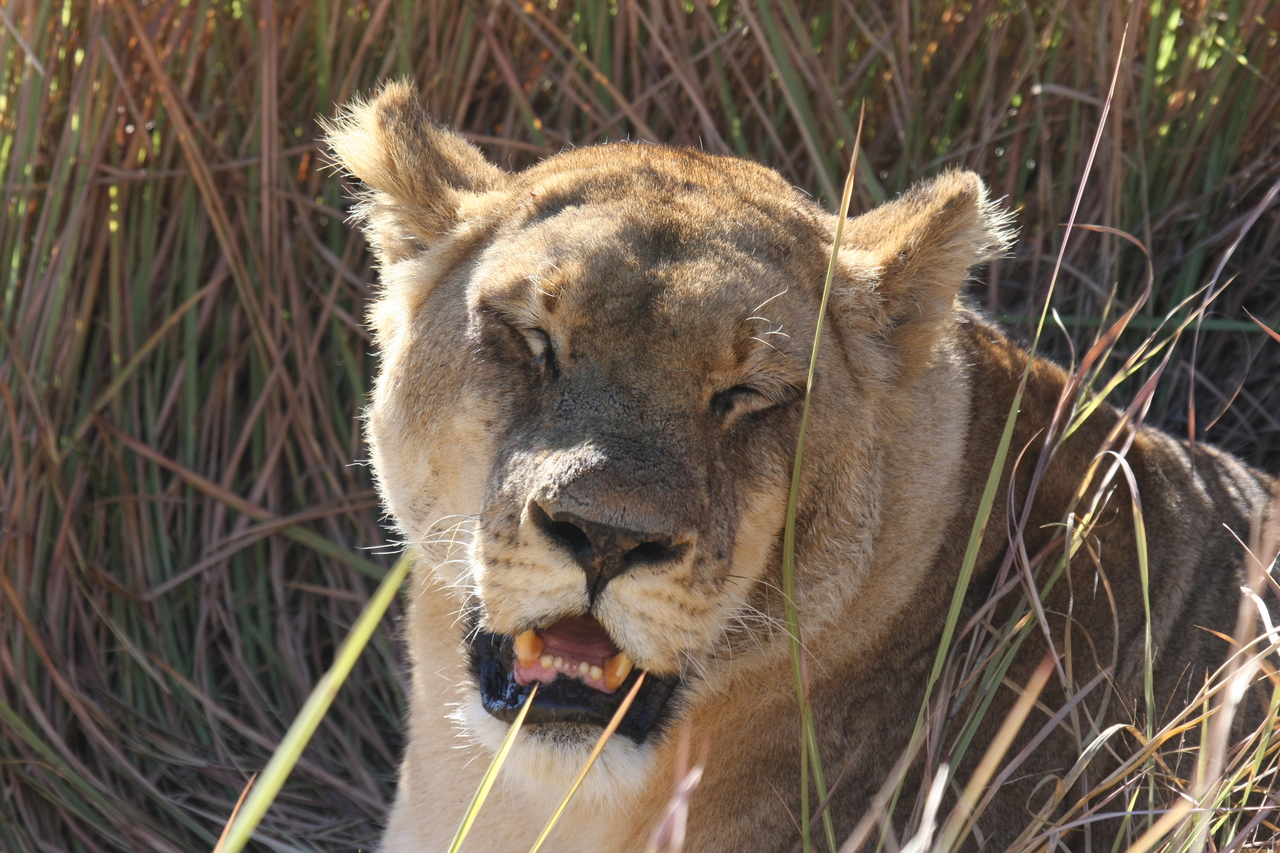 [18909] 2016_06_28_04_18_32_Africa_Canon_EOS_40D_IMG__10239.jpg