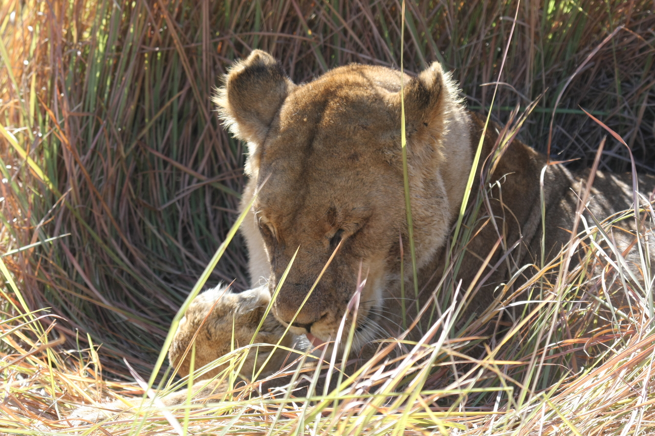 [18934] 2016_06_28_04_18_42_Africa_Canon_EOS_40D_IMG__10246.jpg