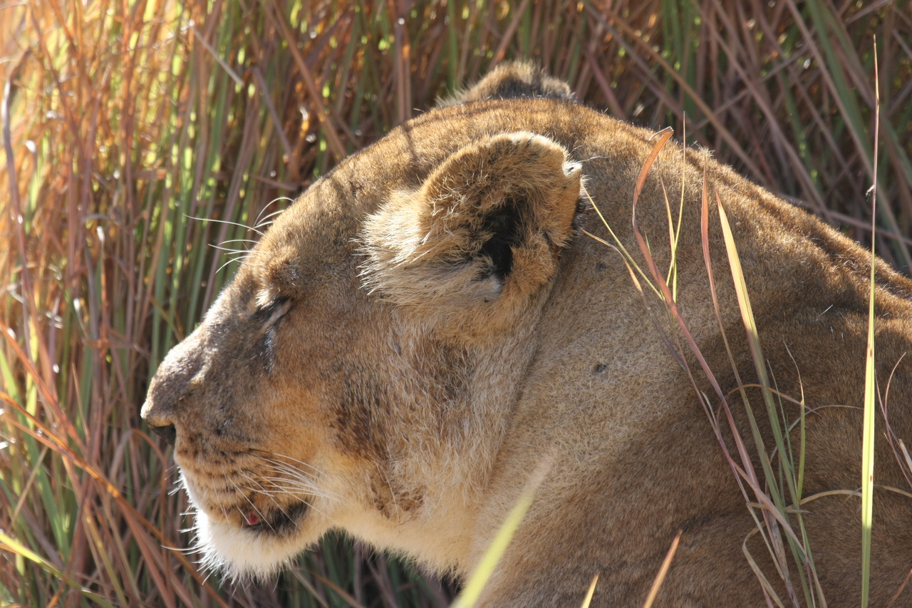 [18973] 2016_06_28_04_19_33_Africa_Canon_EOS_40D_IMG__00429.jpg