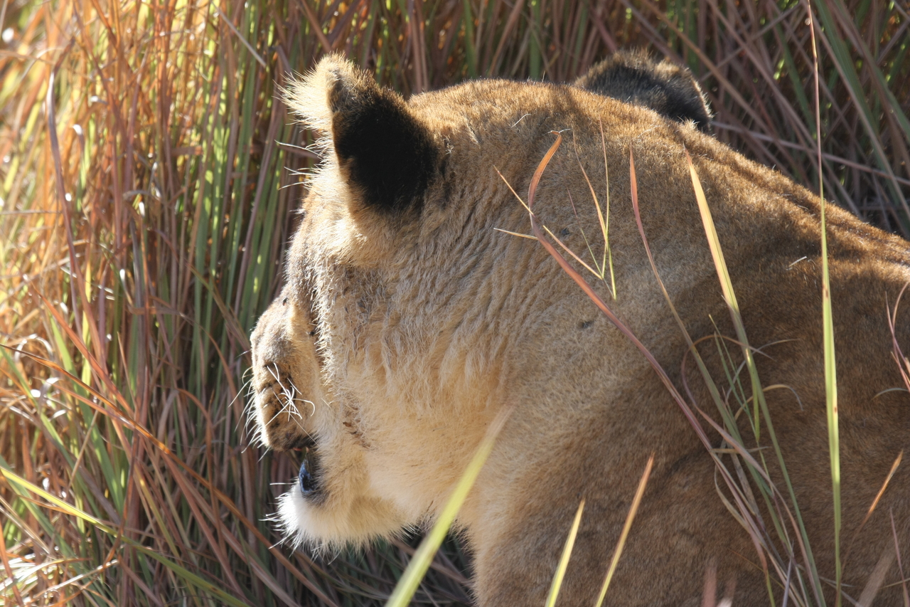 [19048] 2016_06_28_04_22_12_Africa_Canon_EOS_40D_IMG__10279.jpg