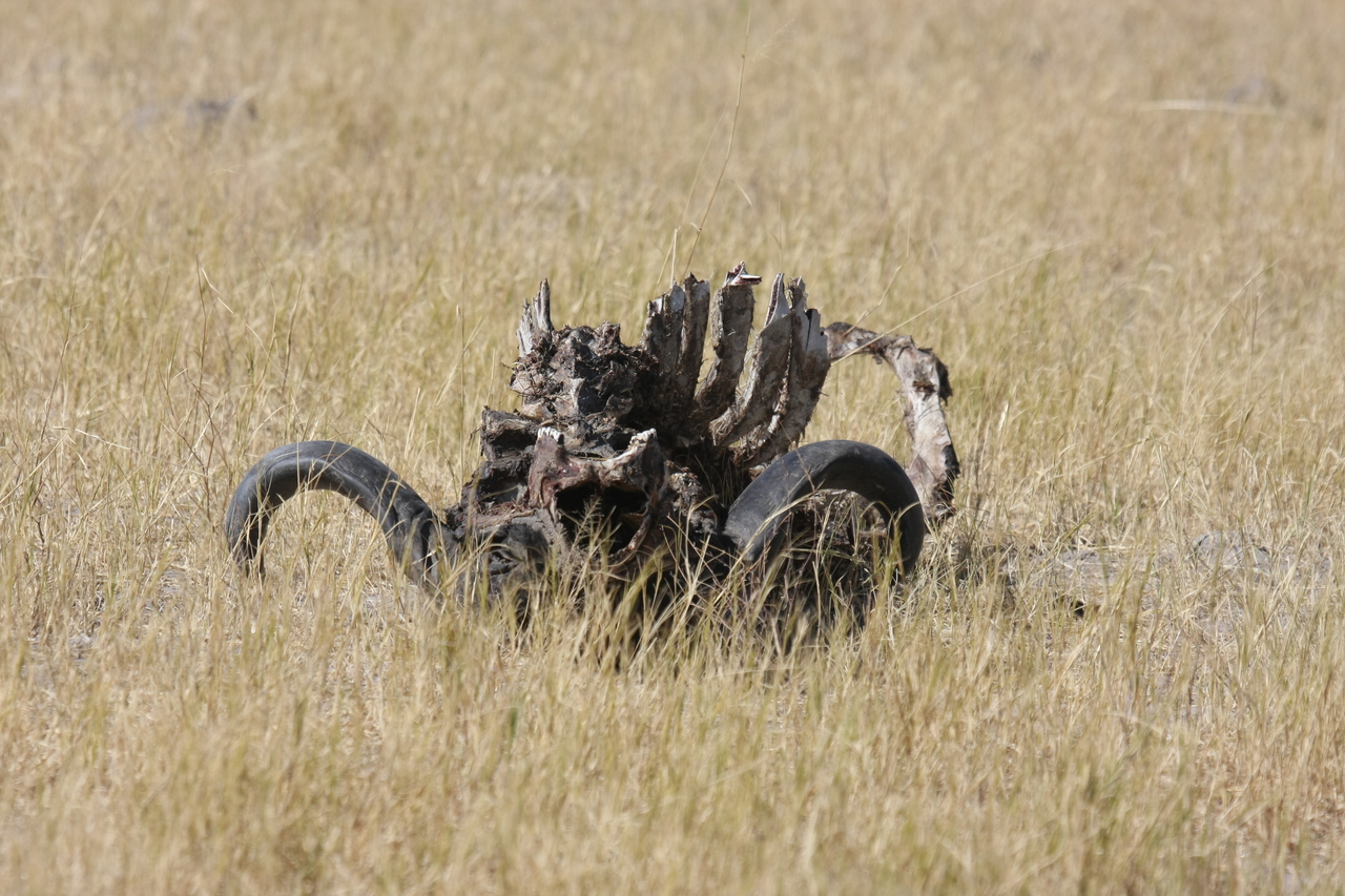 [19082] 2016_06_28_04_41_28_Africa_Canon_EOS_40D_IMG__02847.jpg
