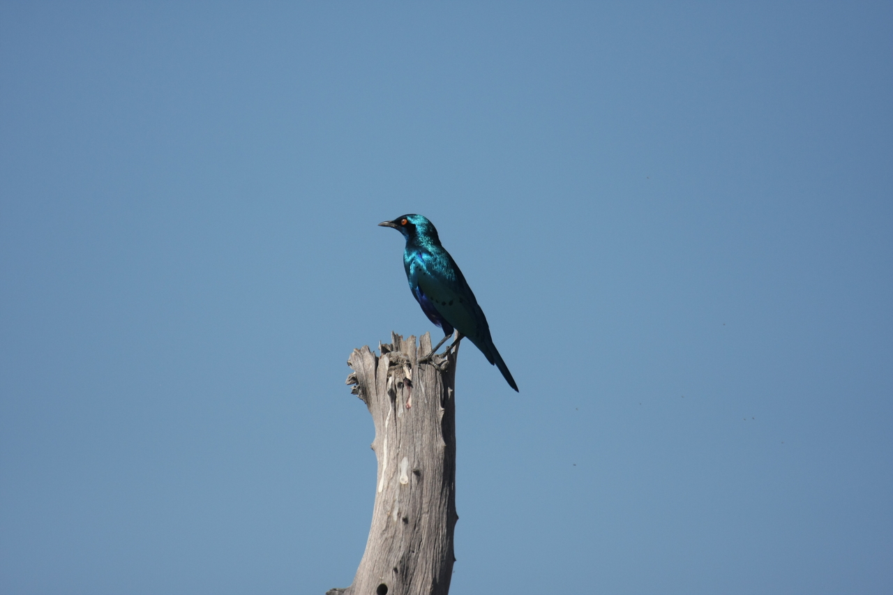 [19101] 2016_06_28_04_43_23_Africa_Canon_EOS_40D_IMG__02853.jpg