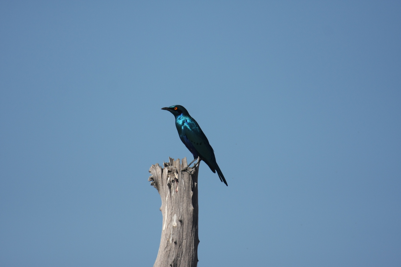 [19110] 2016_06_28_04_43_33_Africa_Canon_EOS_40D_IMG__02857.jpg