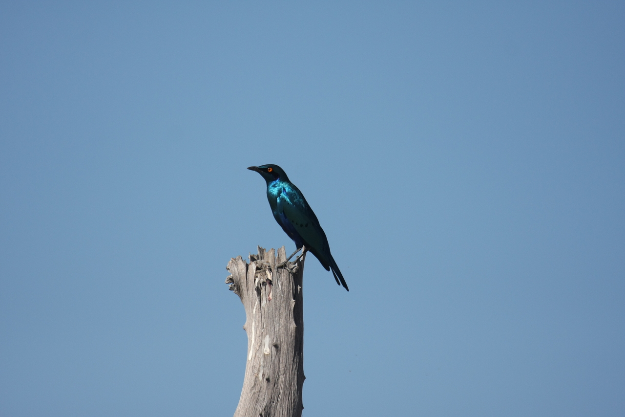 [19119] 2016_06_28_04_43_34_Africa_Canon_EOS_40D_IMG__10306.jpg