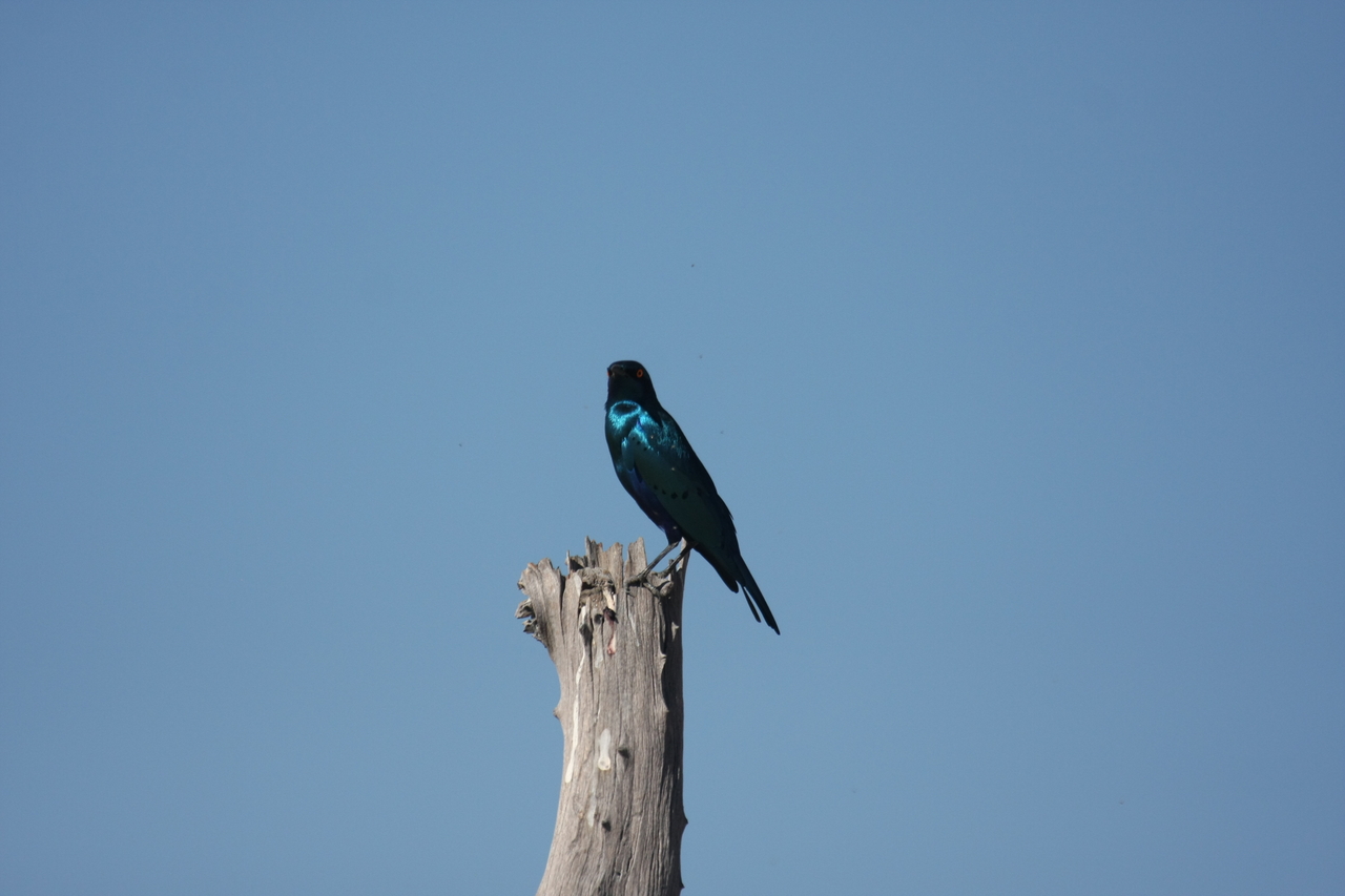 [19126] 2016_06_28_04_43_36_Africa_Canon_EOS_40D_IMG__02863.jpg