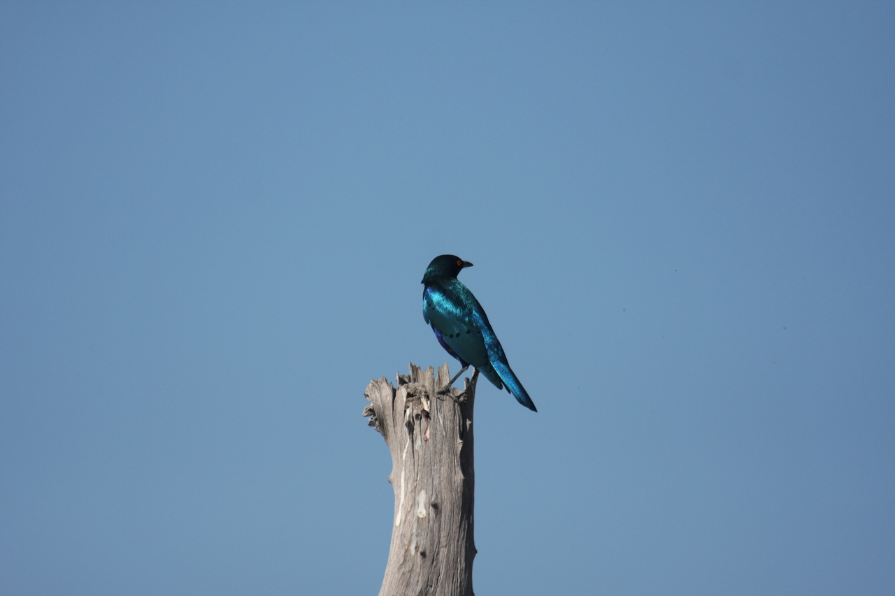 [19132] 2016_06_28_04_43_42_Africa_Canon_EOS_40D_IMG__10311.jpg