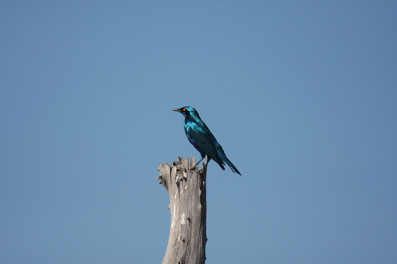 [19136] 2016_06_28_04_43_46_Africa_Canon_EOS_40D_IMG__02866.jpg