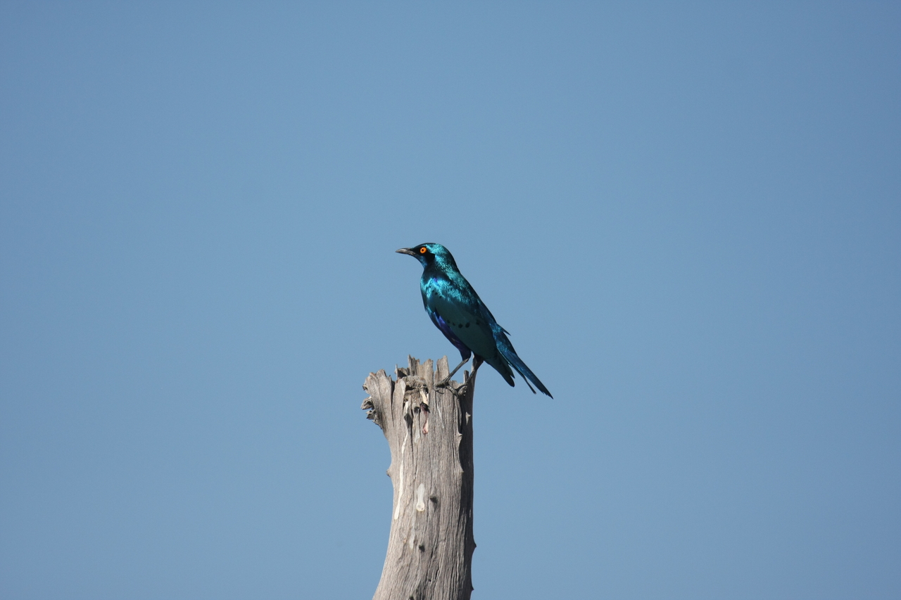 [19137] 2016_06_28_04_43_46_Africa_Canon_EOS_40D_IMG__10312.jpg