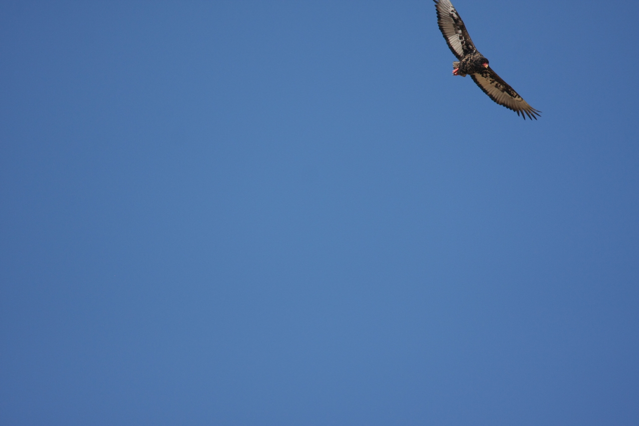 [19162] 2016_06_28_04_44_22_Africa_Canon_EOS_40D_IMG__10322.jpg