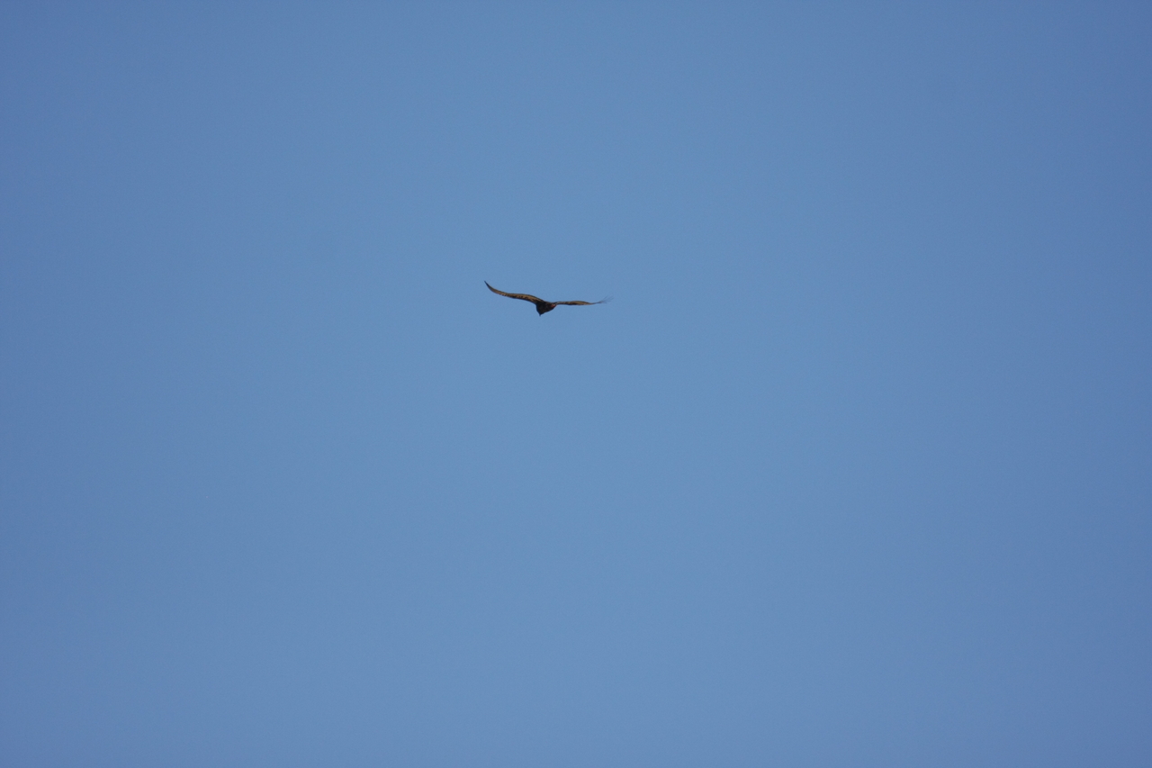 [19179] 2016_06_28_04_44_42_Africa_Canon_EOS_40D_IMG__10328.jpg