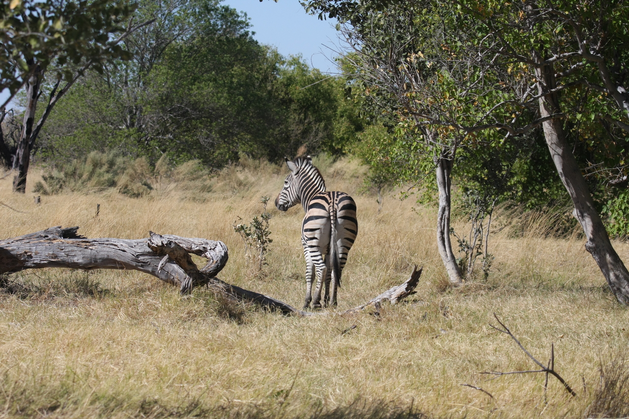 [19188] 2016_06_28_04_49_46_Africa_Canon_EOS_40D_IMG__10331.jpg