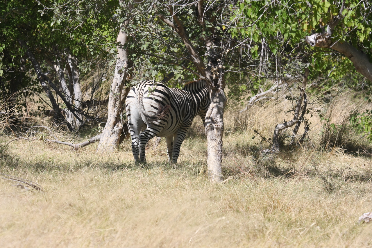 [19195] 2016_06_28_04_49_57_Africa_Canon_EOS_40D_IMG__10334.jpg