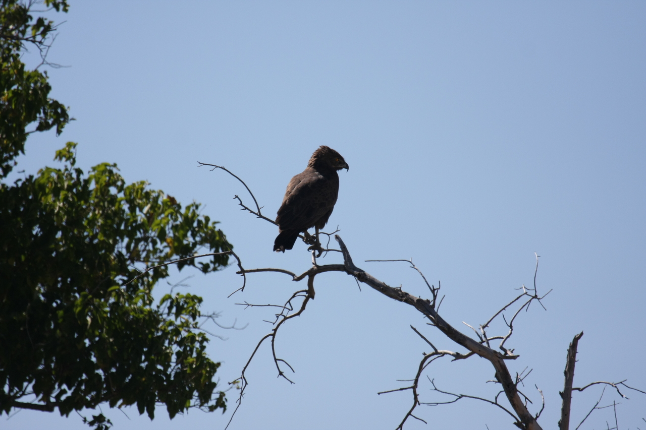 [19215] 2016_06_28_04_58_40_Africa_Canon_EOS_40D_IMG__10341.jpg